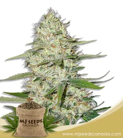 Power Plant Strain Feminized Marijuana Seeds