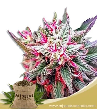 Rose Queen Strain Feminized Marijuana Seeds