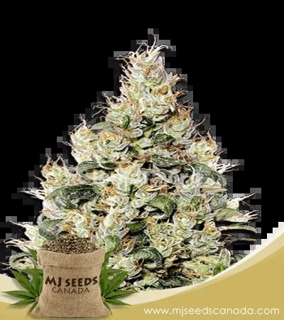 Exodus Cheese Strain Feminized Marijuana Seeds