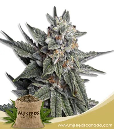 Strawberry Banana Strain Feminized Marijuana Seeds