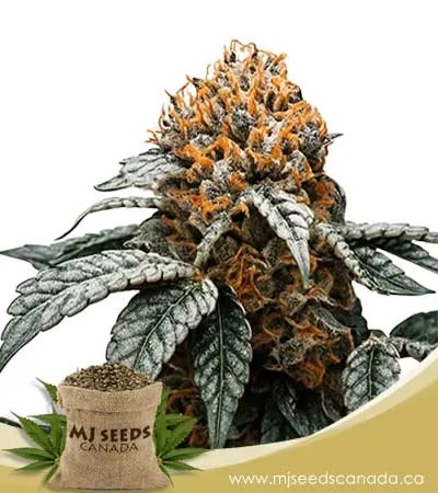 Blue Dream Strain Feminized Marijuana Seeds