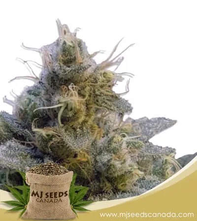 Thai Strain Autoflowering Marijuana Seeds