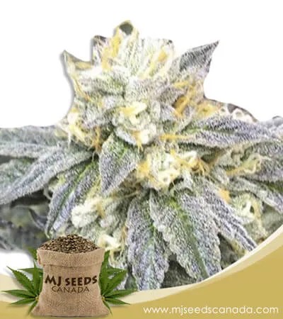 Zkittlez Strain Feminized Marijuana Seeds