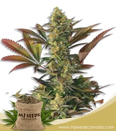 Lemon Garlic Strain Feminized Marijuana Seeds