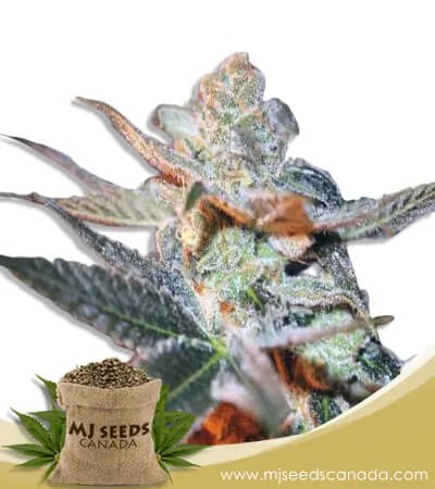 Cherry Lemonade Strain Feminized Marijuana Seeds