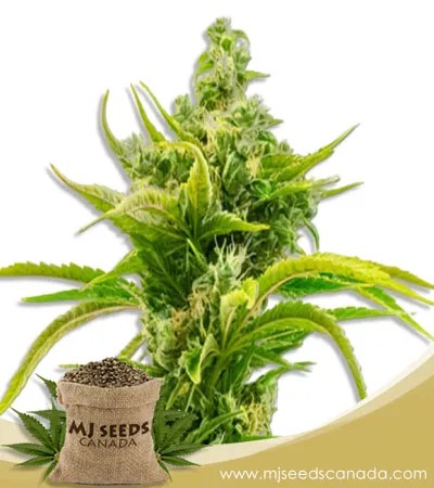 Skunk Diesel Strain Feminized Marijuana Seeds