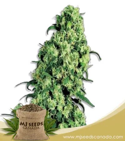 Skunk#1 Strain Feminized Marijuana Seeds