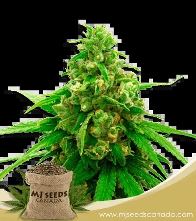 Critical Widow Strain Feminized Marijuana Seeds