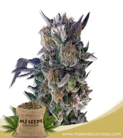 Phantom Cookies Strain Feminized Marijuana Seeds