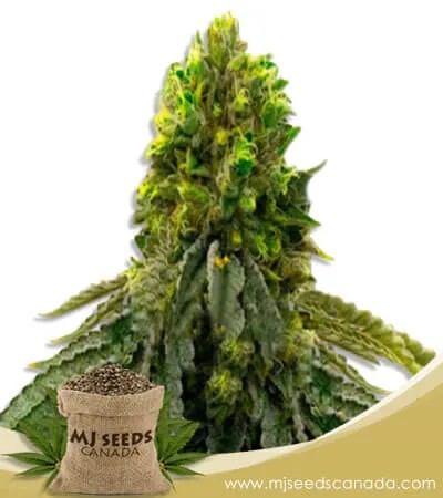 Snow Ripper Strain Feminized Marijuana Seeds