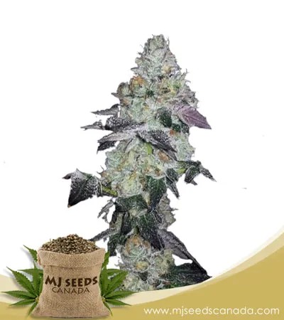 Cookie Monster Strain Feminized Marijuana Seeds