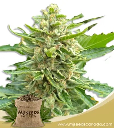 Mochalope Strain Feminized Marijuana Seeds
