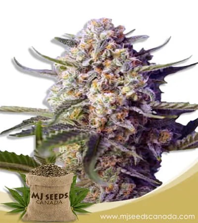 Green Dream Strain Autoflowering Marijuana Seeds