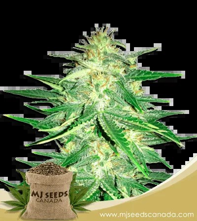 Zkittlez (1:1) Strain CBD Marijuana Seeds