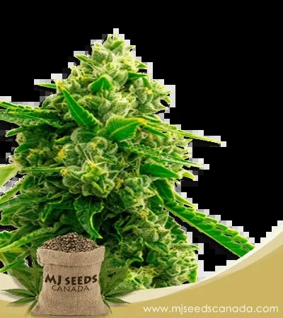 Bruce Banner 2.0 Strain Feminized Marijuana Seeds