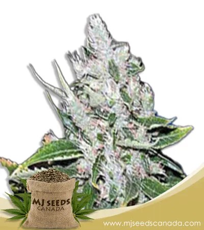 White Amnesia Strain Feminized Marijuana Seeds