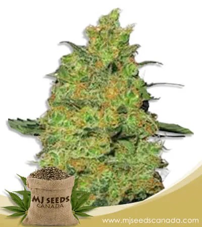 Fire OG Strain Feminized Marijuana Seeds