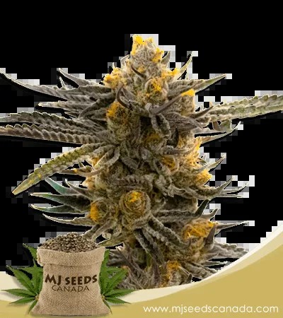 Haze XL Autoflowering Marijuana Seeds