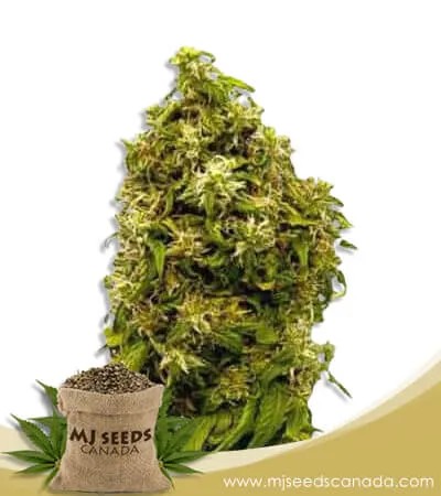 Forbidden Fruit Strain Feminized Marijuana Seeds