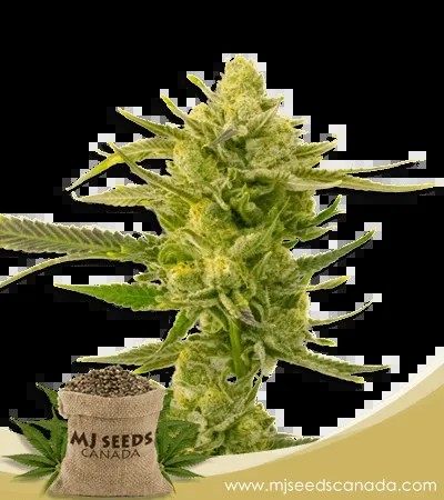 Super Skunk Strain Autoflowering Marijuana Seeds