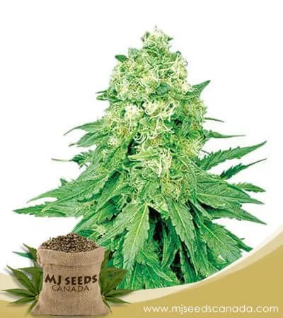 White Banner Strain Feminized Marijuana Seeds