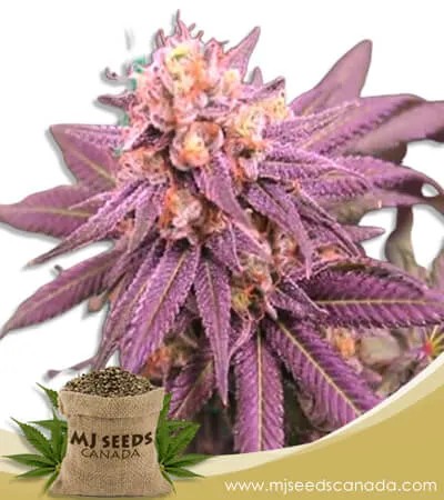 Purple Punch Strain Feminized Marijuana Seeds