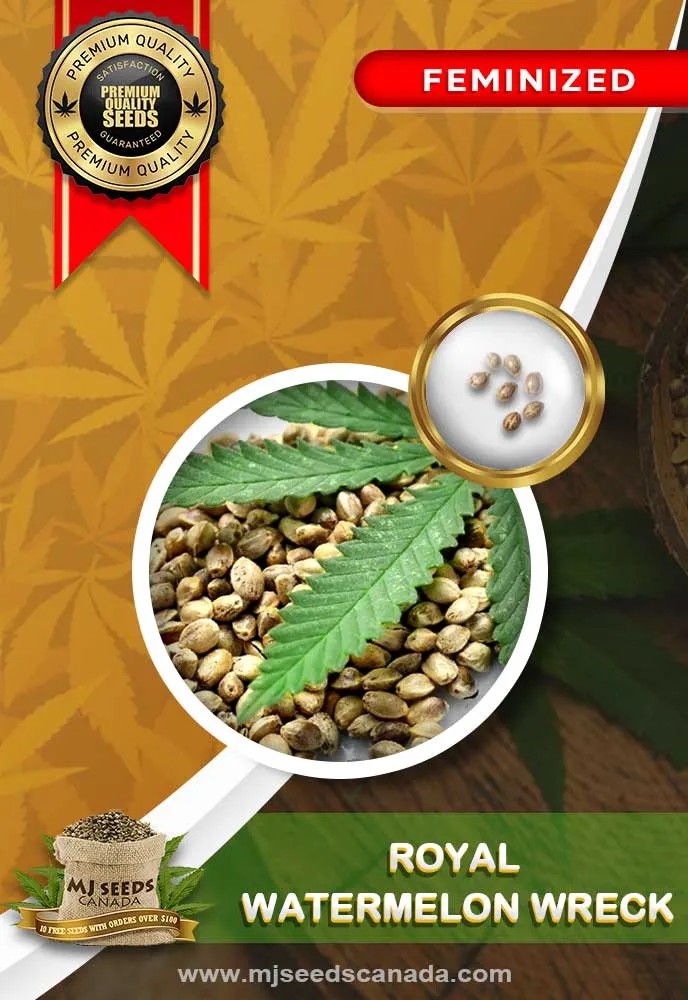 Royal Watermelon Wreck Strain Feminized Marijuana Seeds