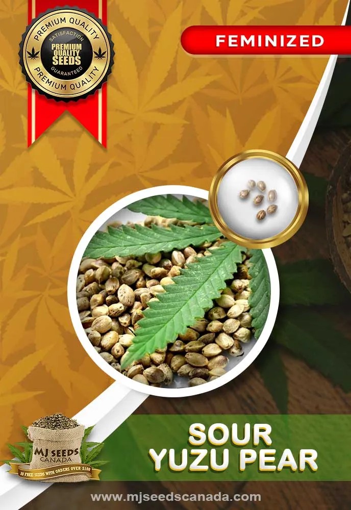 Sour Yuzu Pear Strain Feminized Marijuana Seeds