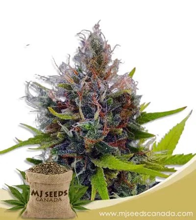 Northern Berry Strain Autoflowering Marijuana Seeds