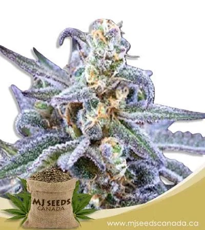 Killer Blue Strain Autoflowering Marijuana Seeds