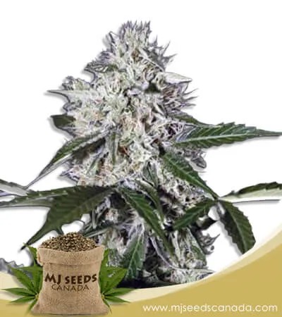 Northern Wreck Strain Autoflowering Marijuana Seeds