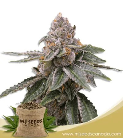 Sour Girl Strain Autoflowering Marijuana Seeds