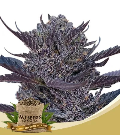 GMO 8 Strain Autoflowering Feminized Marijuana Seeds