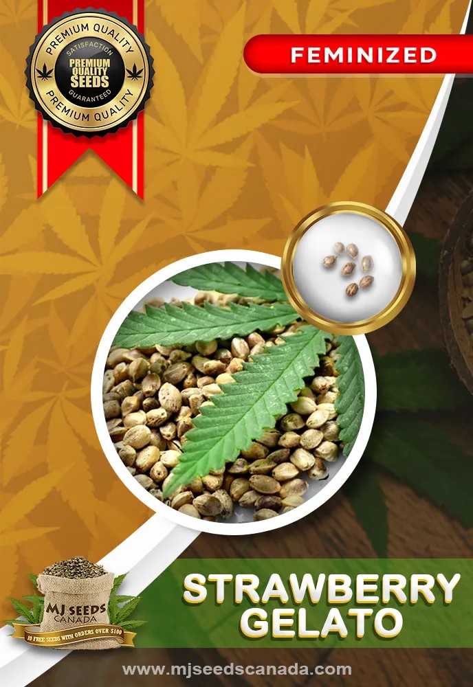 Strawberry Gelato Strain Feminized Marijuana Seeds