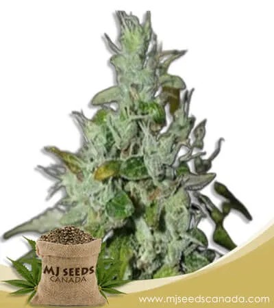 Triangle Kush Feminized Marijuana Seeds