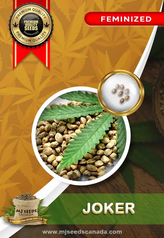 Joker Strain Feminized Marijuana Seeds
