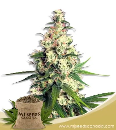 Pineapple Express Strain Feminized Marijuana Seeds