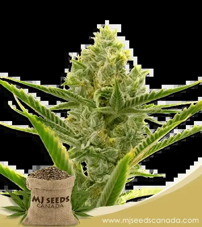 Critical 2.0 Strain Feminized Marijuana Seeds
