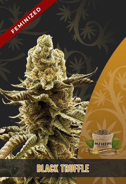 Black Truffle Strain Feminized Marijuana Seeds