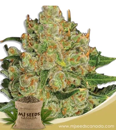 Northern Critical Strain Feminized Marijuana Seeds