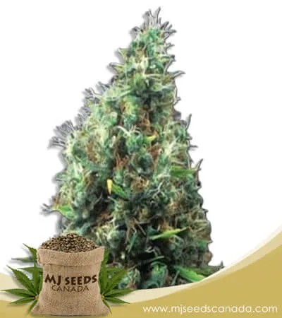 Tijuana Strain Feminized Marijuana Seeds