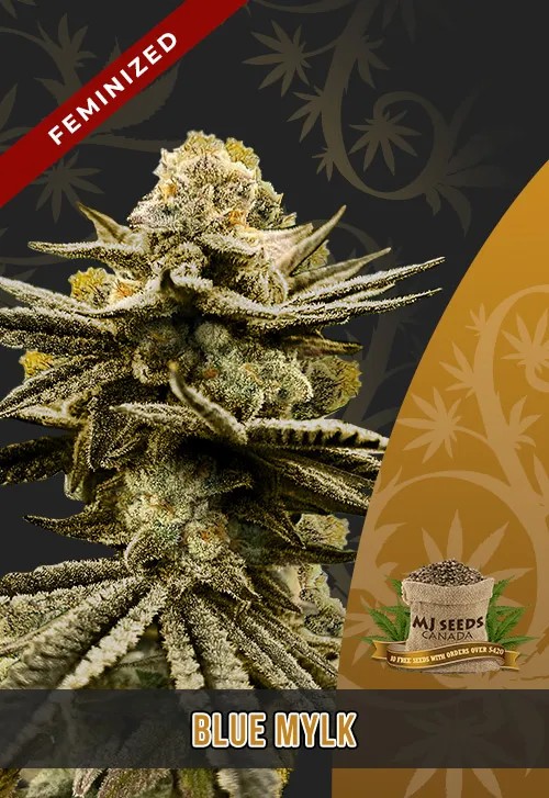 Blue Mylk Strain Feminized Marijuana Seeds