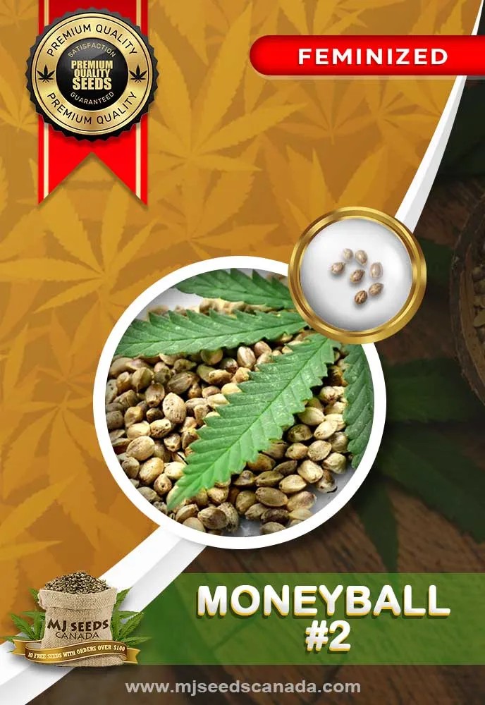 Moneyball #2 Strain Feminized Marijuana Seeds