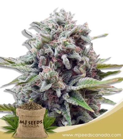 Sugar Glue Strain Feminized Marijuana Seeds