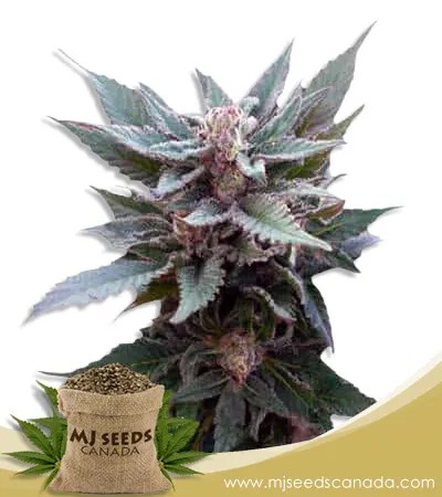 The Church Strain Feminized Marijuana Seeds