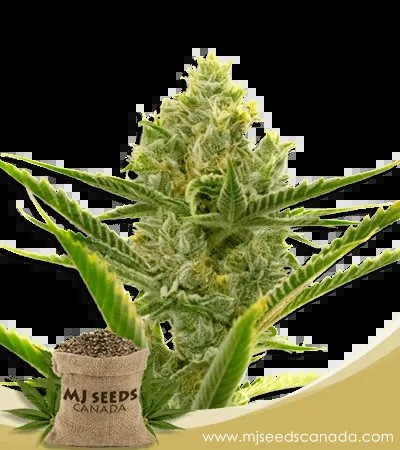 Gelato Strain Autoflowering Marijuana Seeds