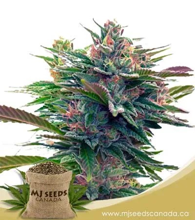 Lavender Strain Feminized Marijuana Seeds