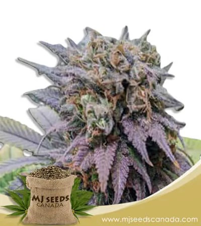 Dragon Fruit Strain Feminized Marijuana Seeds