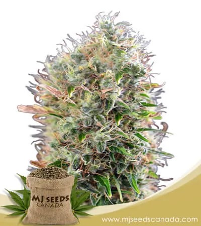 King’s Kush Autoflowering Marijuana Seeds