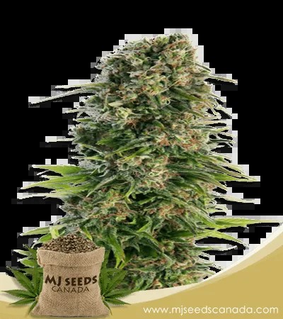 Skunk Strain Autoflower Marijuana Seeds